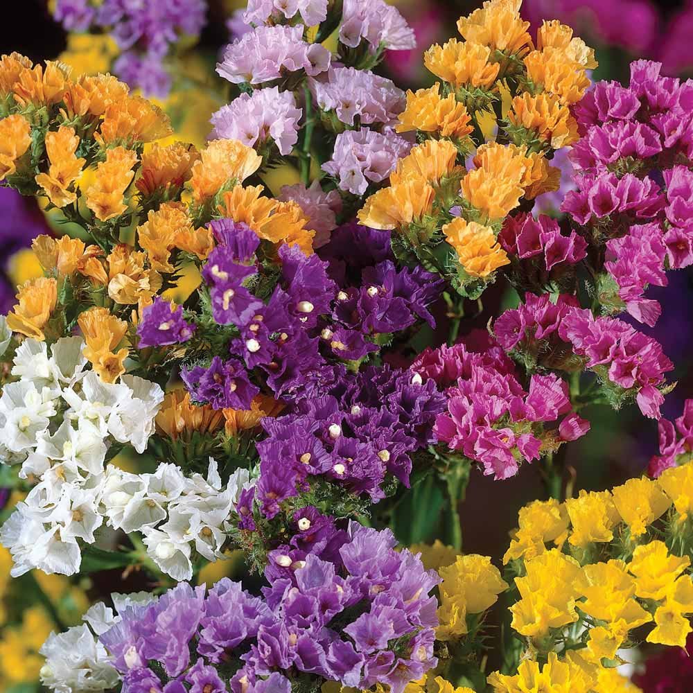 Rat Tail flower seeds