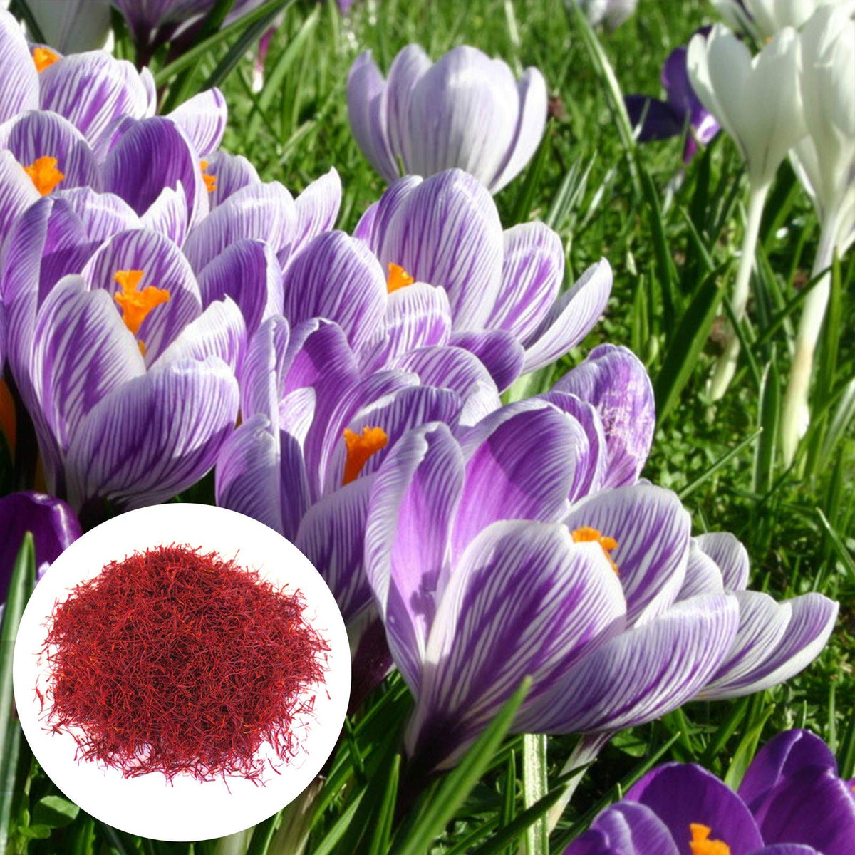 Crocus Sativus Saffron plant
