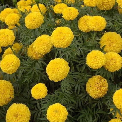Outdoor Marigold plant
