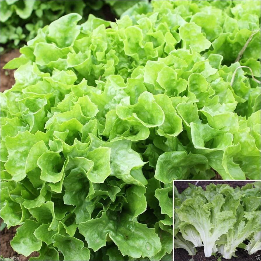 Mixed Lettuce Seeds