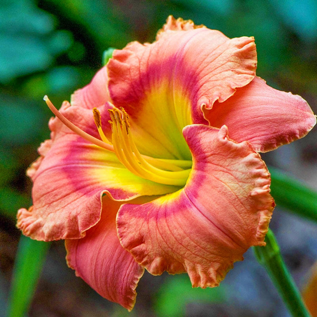 Daylily Reblooming flower seeds