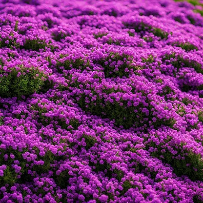 Purple Creeping flower seeds