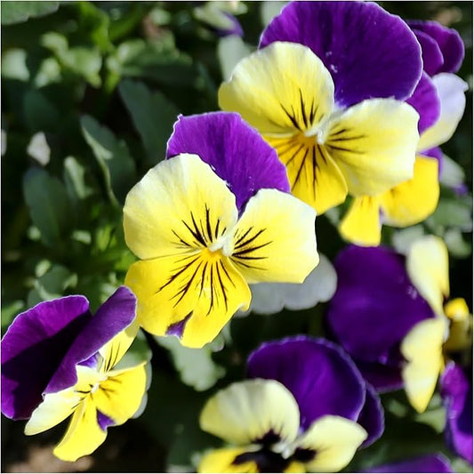 Johnny Jump-Up flower seeds