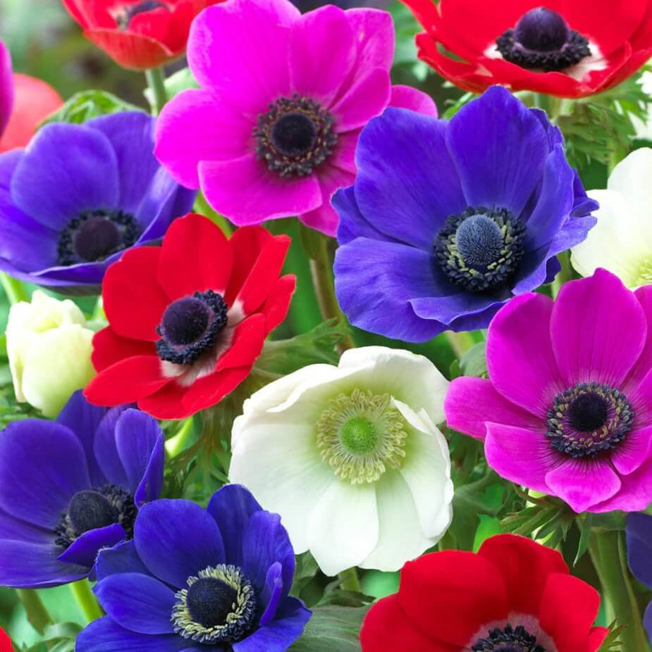 Anemone plant