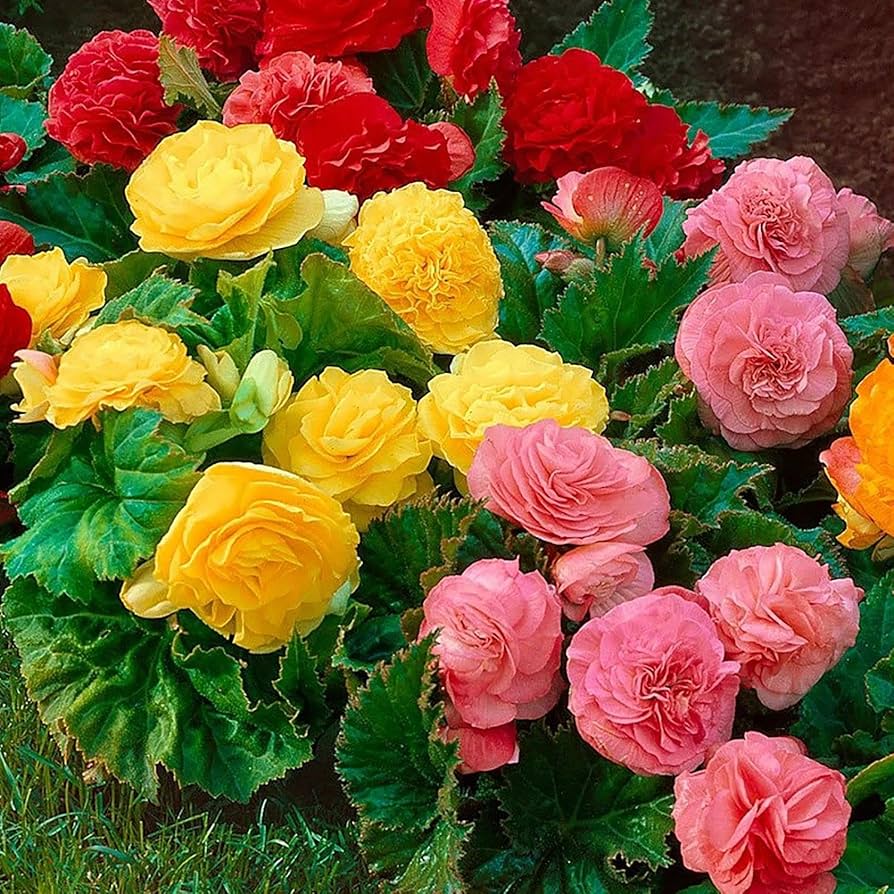 Begonia flower seeds