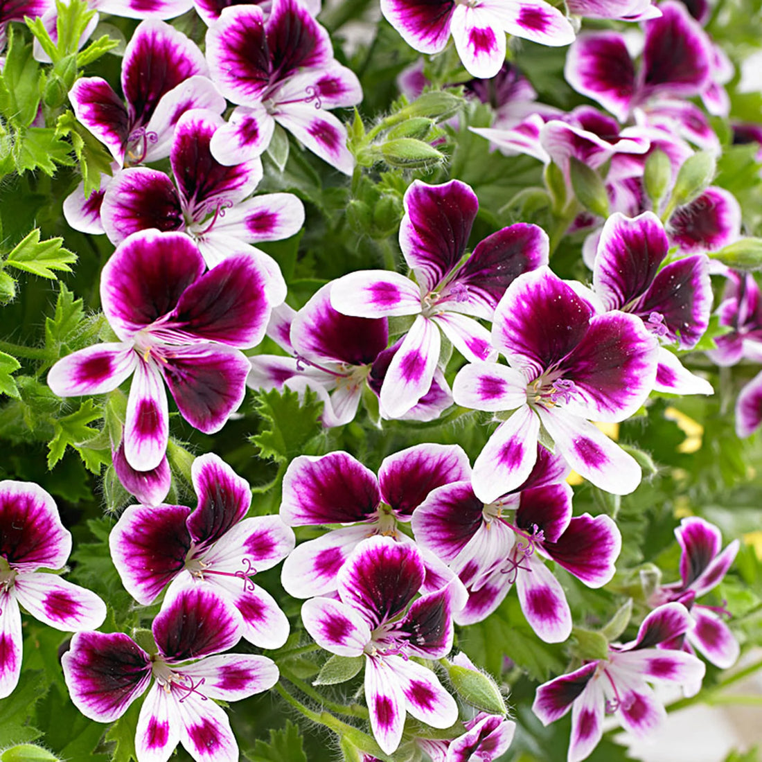 Violet White flower seeds