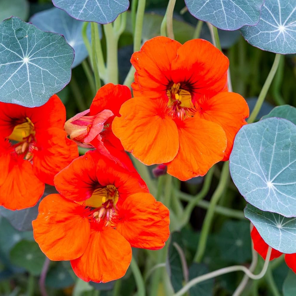 Nasturtium flower seeds