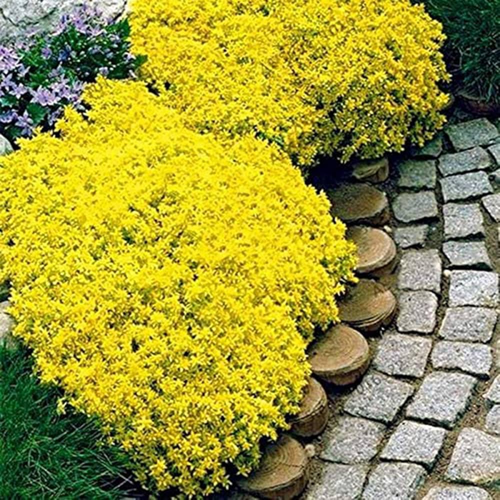 Yellow Aubrieta flower seeds