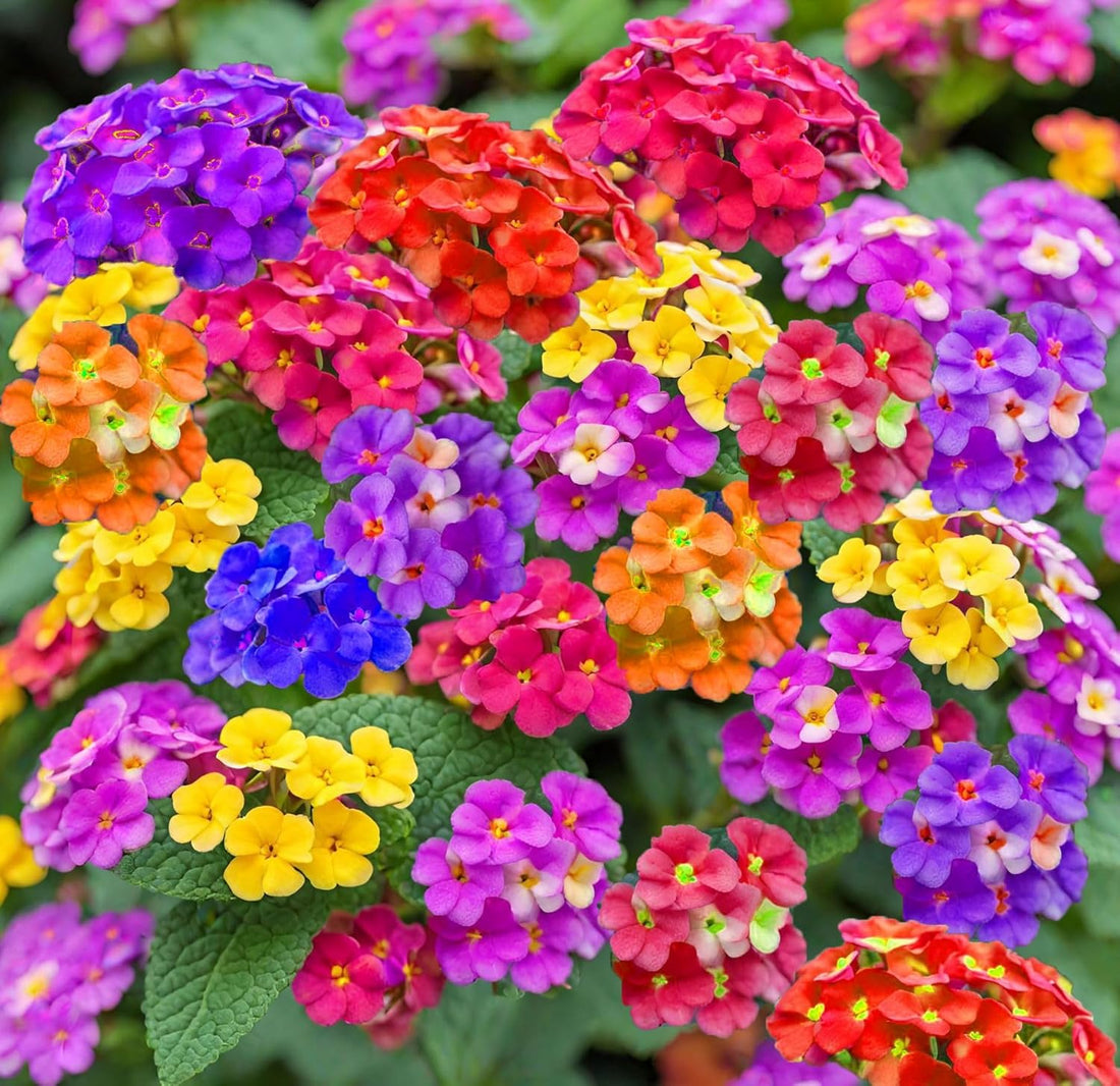 Lantana flower seeds