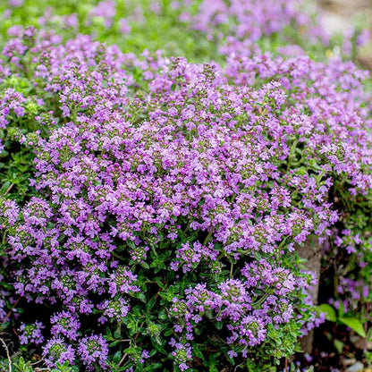 Violet Serpyllum Flower Seeds for Planting – Heirloom Non-GMO Garden Seeds