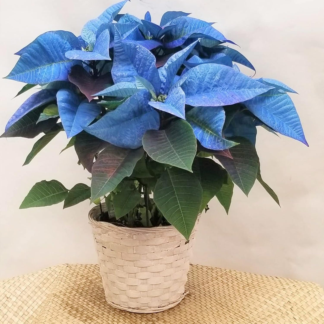 Blue Poinsettia flower seeds