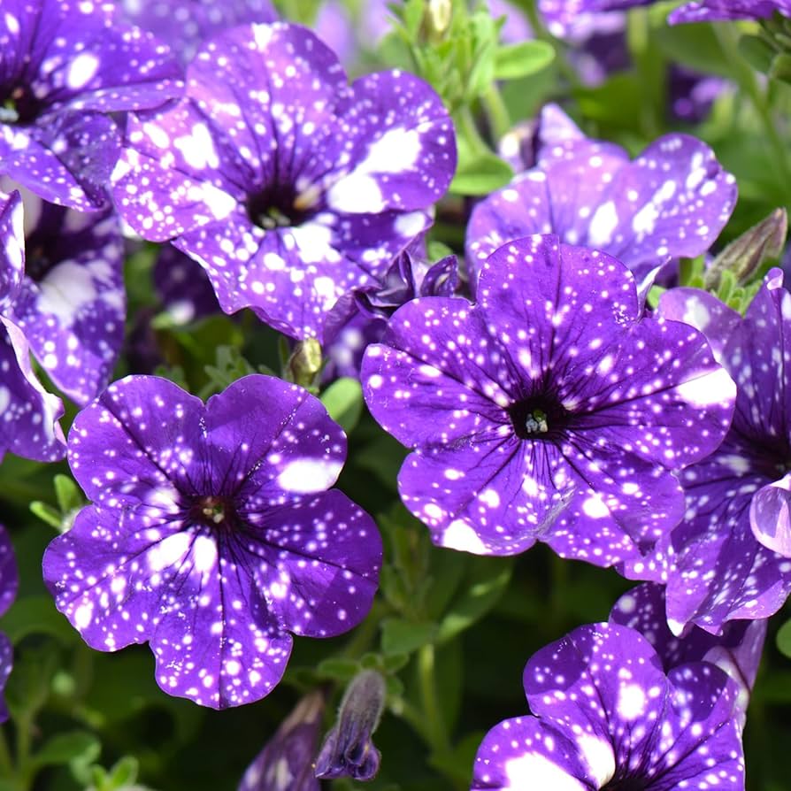 Petunia flower seeds