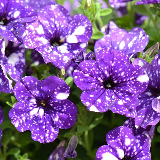 Petunia flower seeds