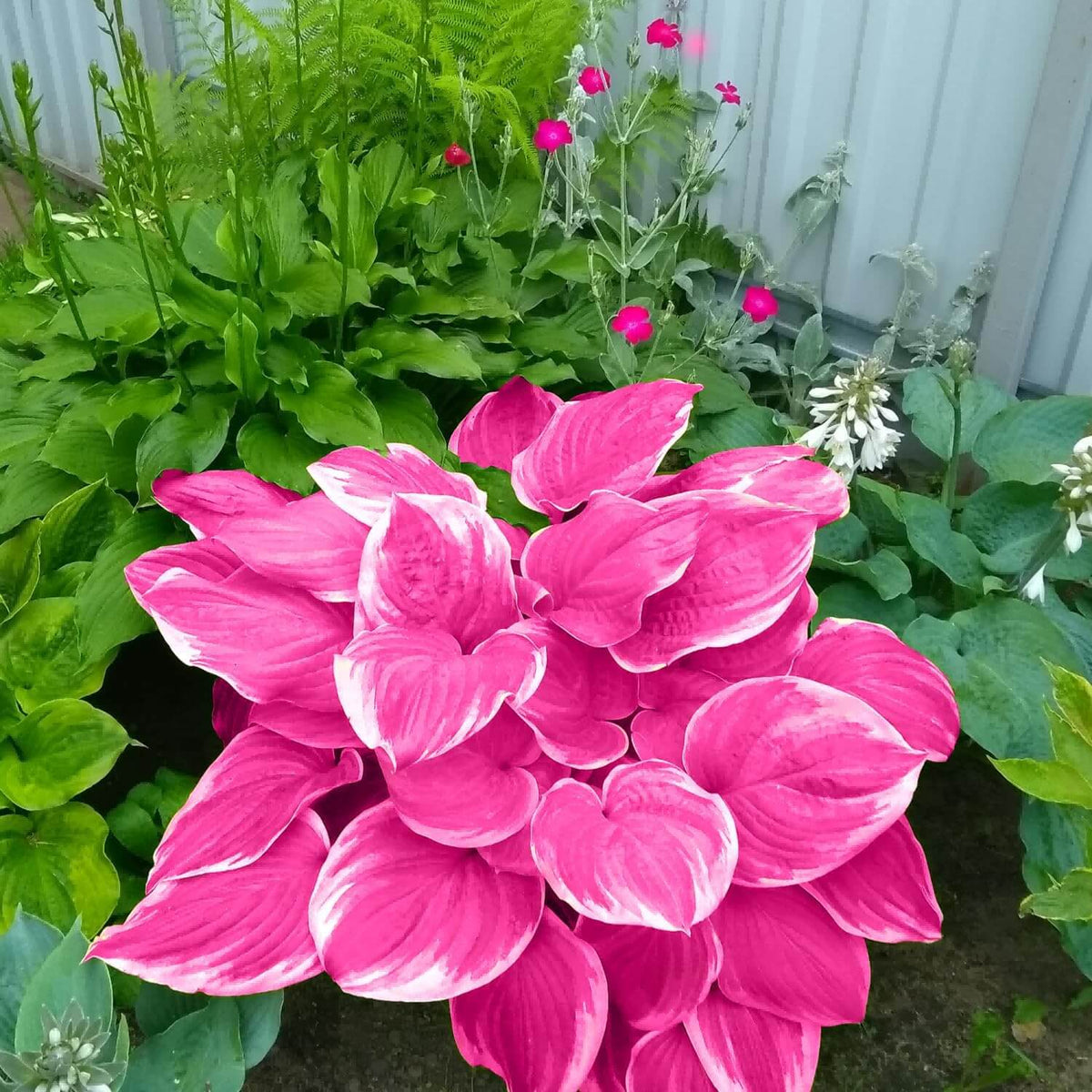Pink Hosta plant