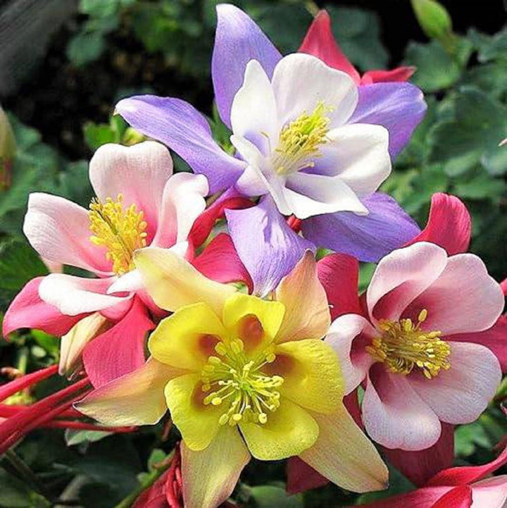 Multicolored Columbine flower seeds