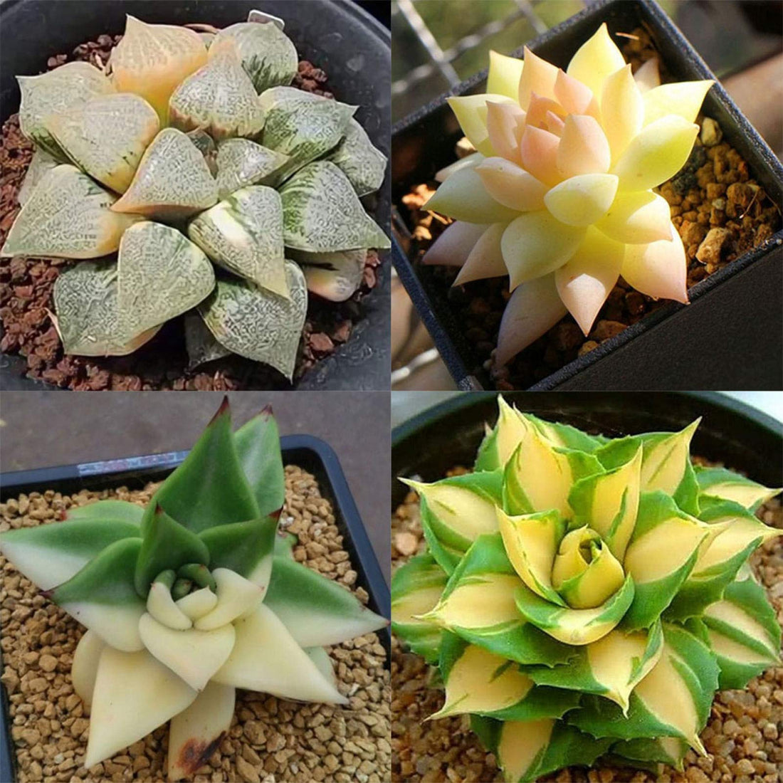 Agave flower seeds