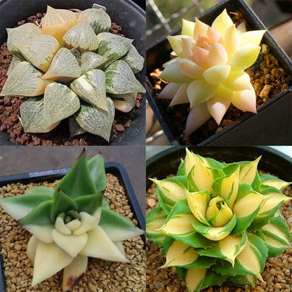 Agave flower seeds