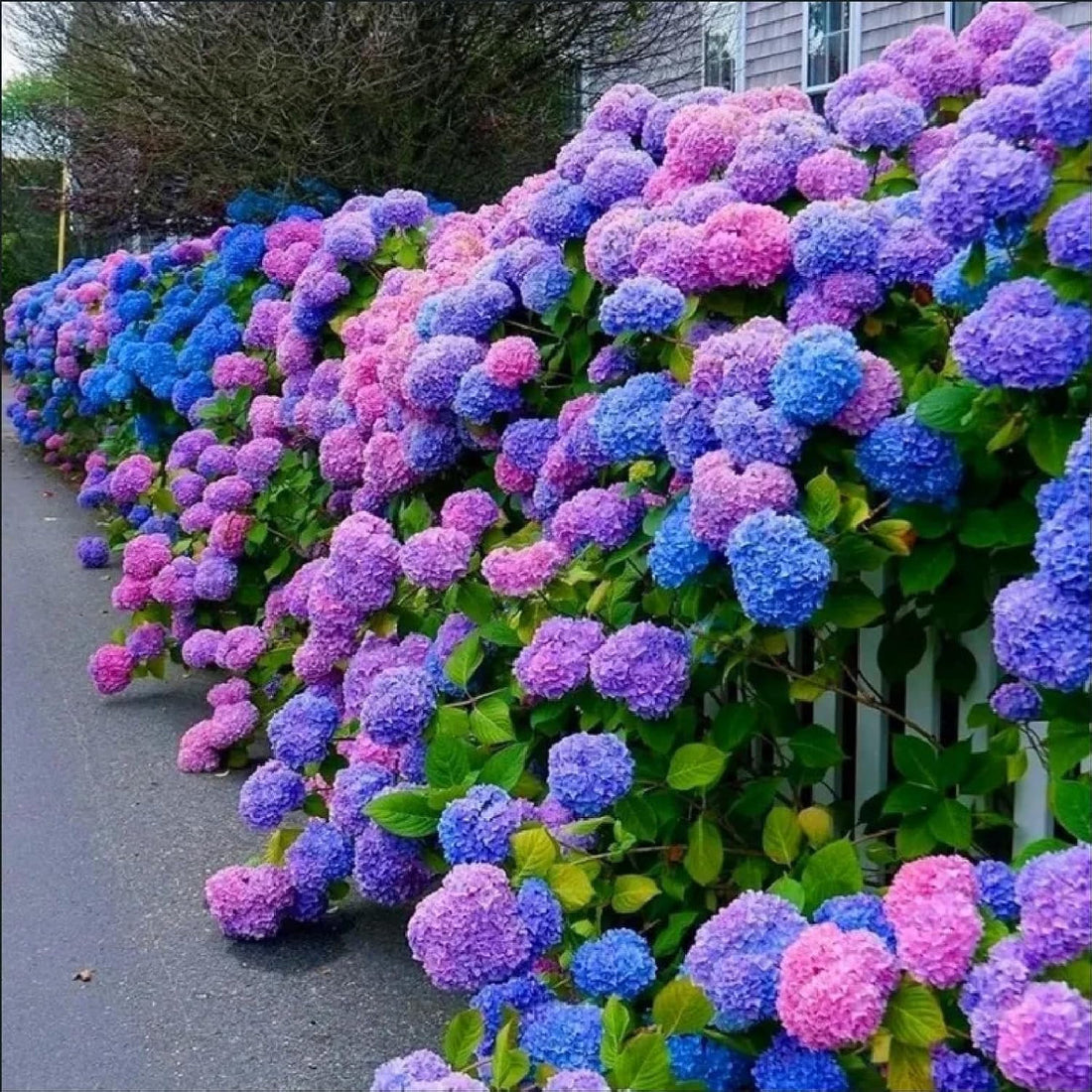 Blue Pink flower seeds