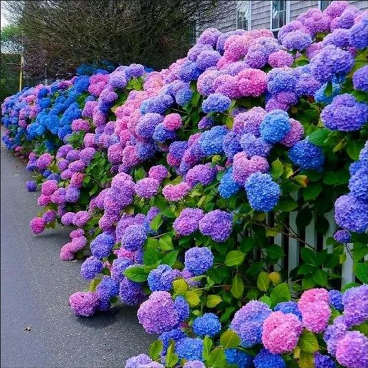 Blue Pink flower seeds