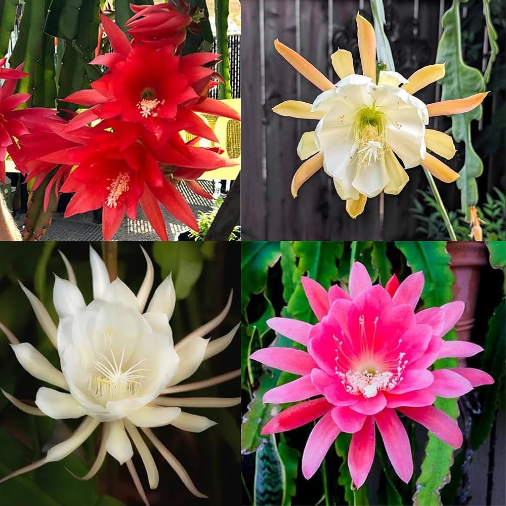 Multicolored Epiphyllum flower seeds