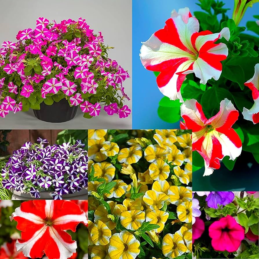 Petunia flower seeds