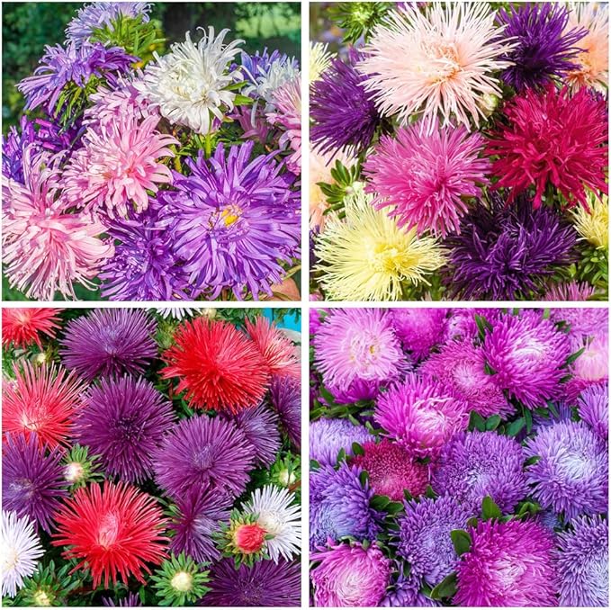 Puderquaste Aster flower seeds