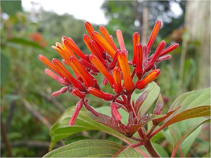 Hamelia Patens flower seeds