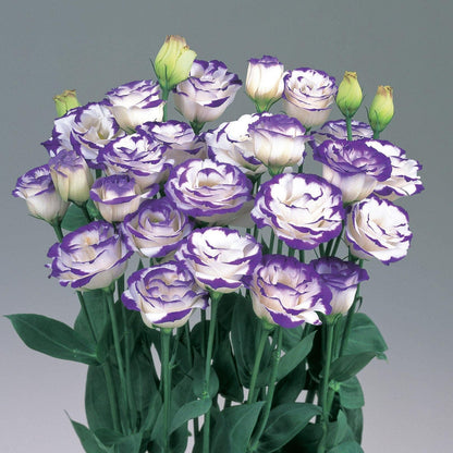 Blue White flower seeds
