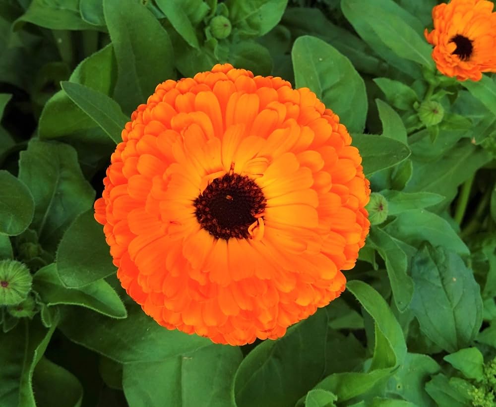 Calendula flower seeds