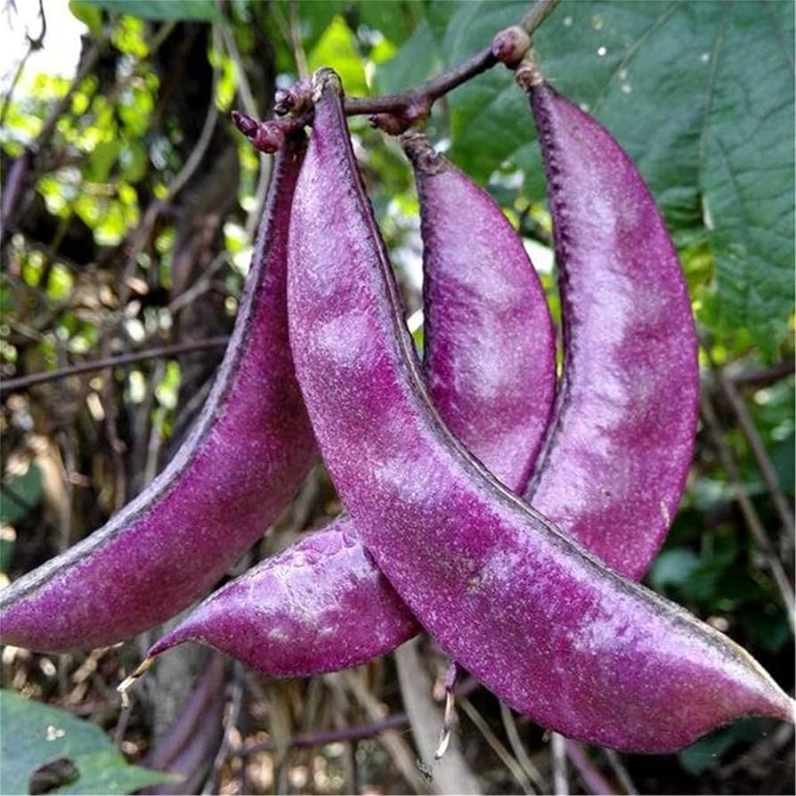 Lima Bean Seeds