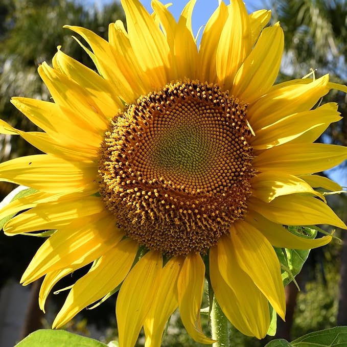 Mammoth Grey flower seeds