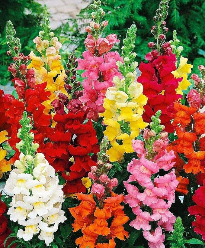 Snapdragon flower seeds