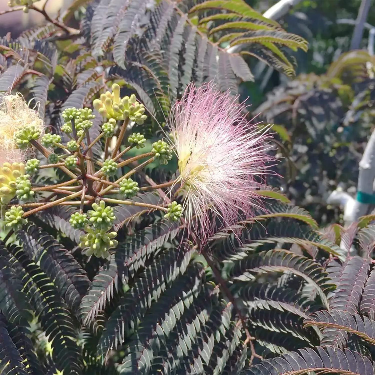 Chocolate Mimosa plant