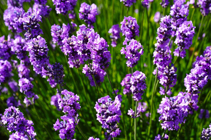 Lavender flower seeds