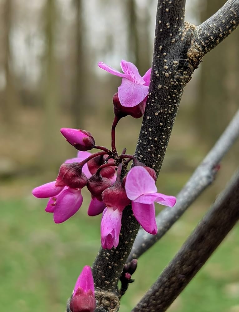 Eastern Redbud flower seeds