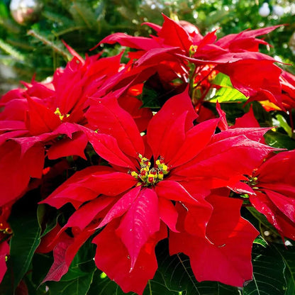 Christmas Star Poinsettia plant
