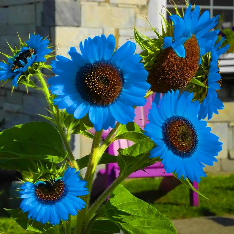 Blue Sunflower plant