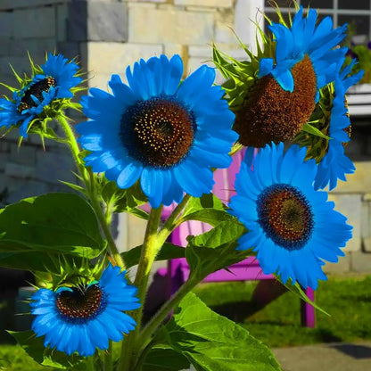Blue Sunflower plant