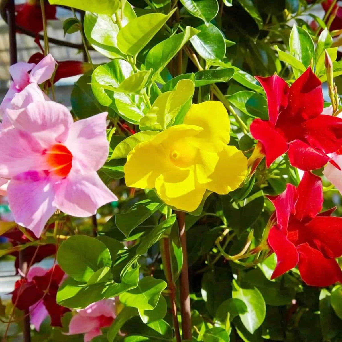 Brazilian Jasmine Mandevilla plant