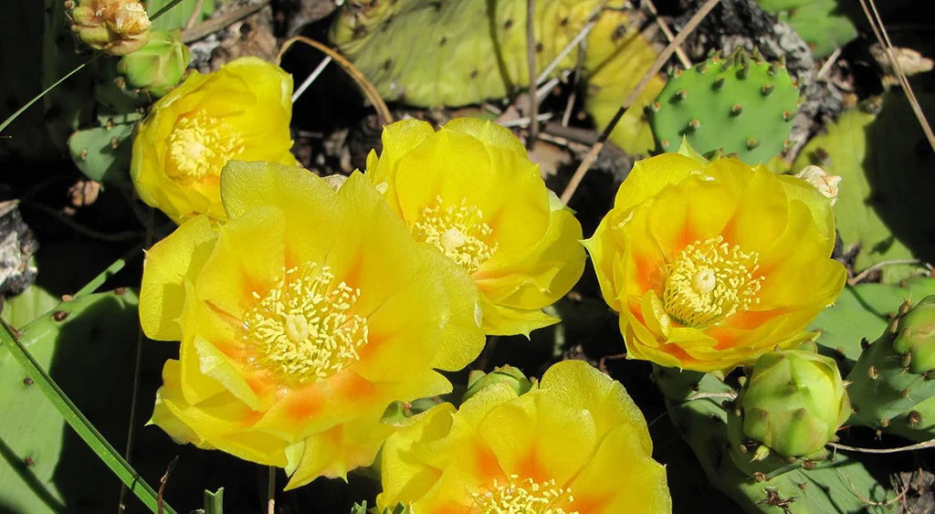 Yellow Opuntia flower seeds