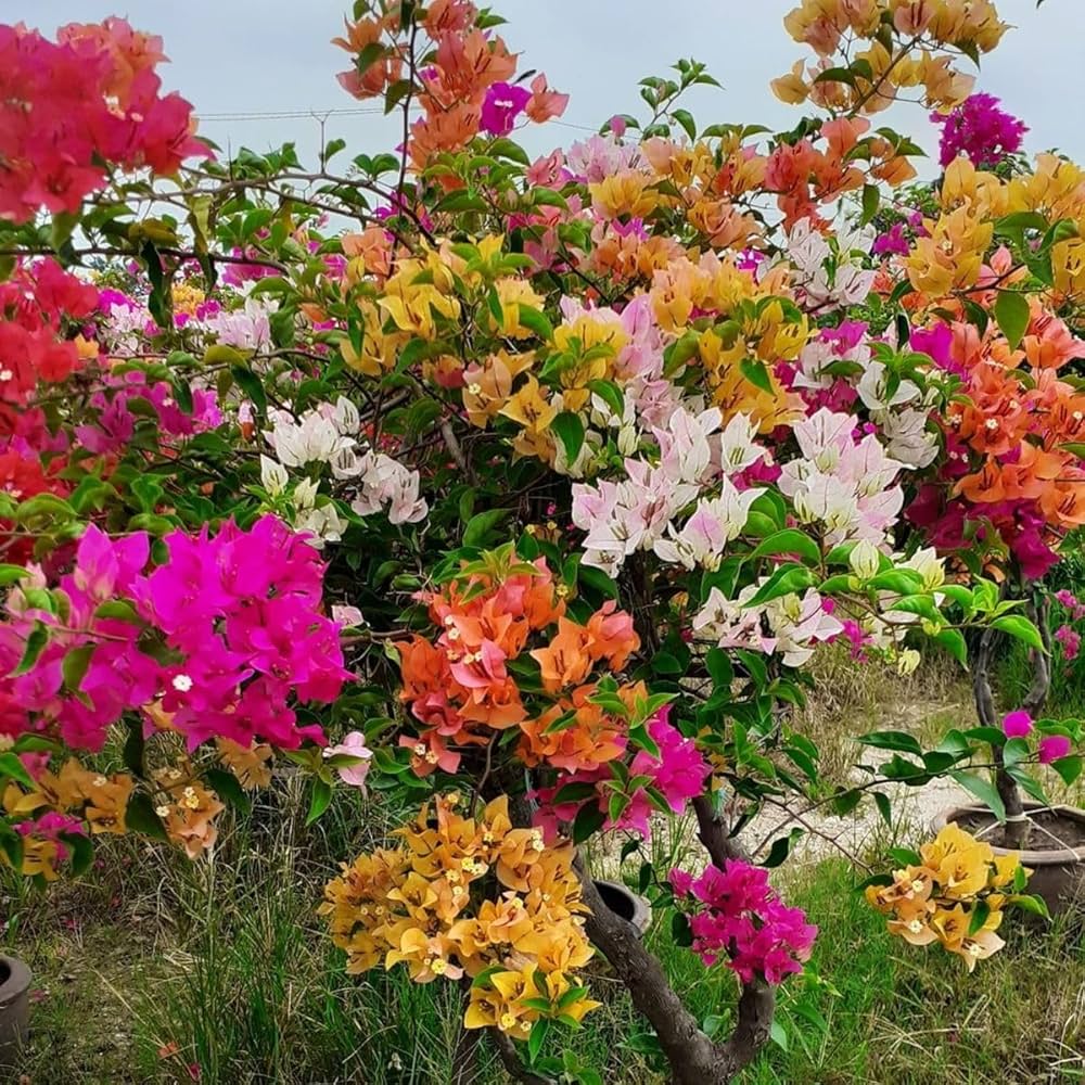 Multicolour Bougainvillea flower seeds