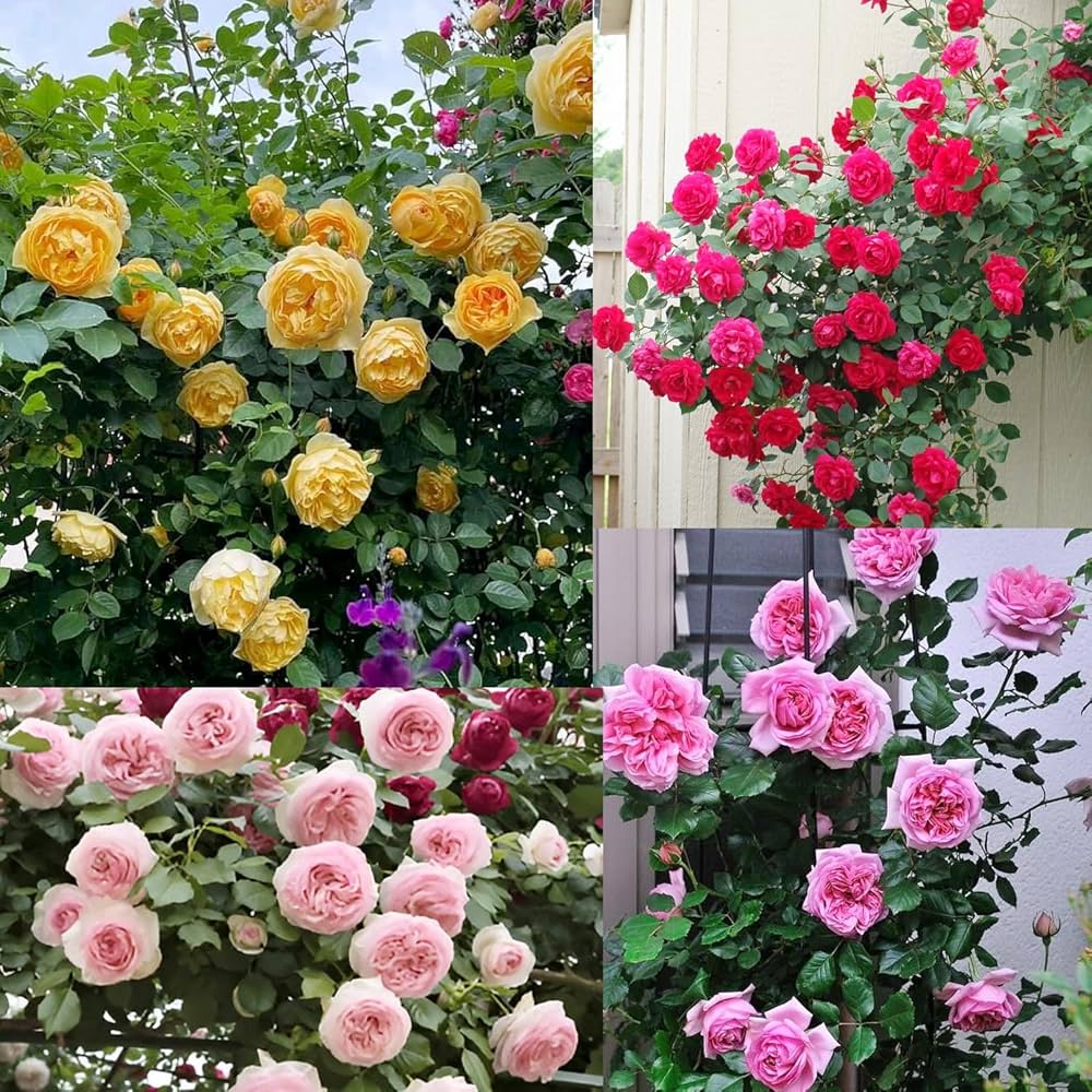 Colour Rose flower seeds