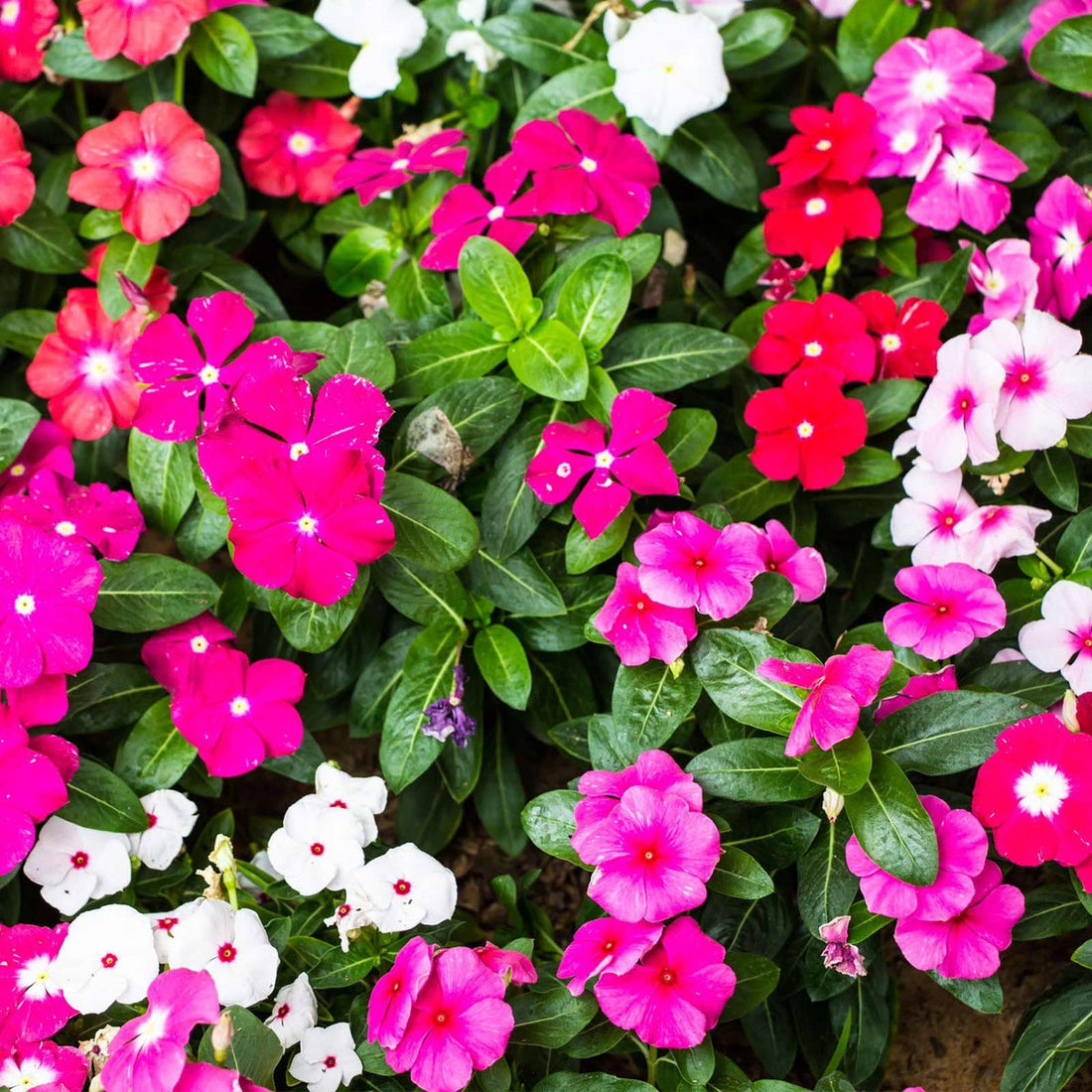 Vinca flower seeds