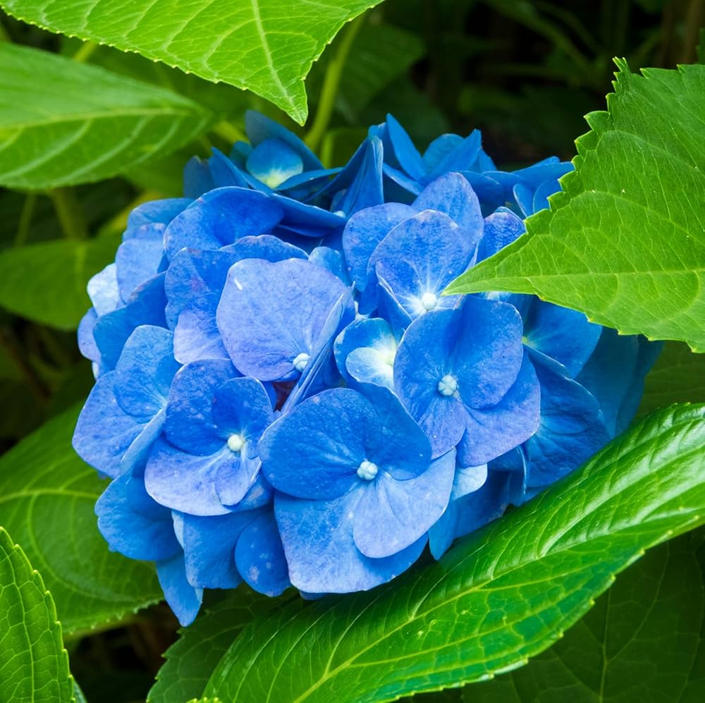 Sky Blue flower seeds