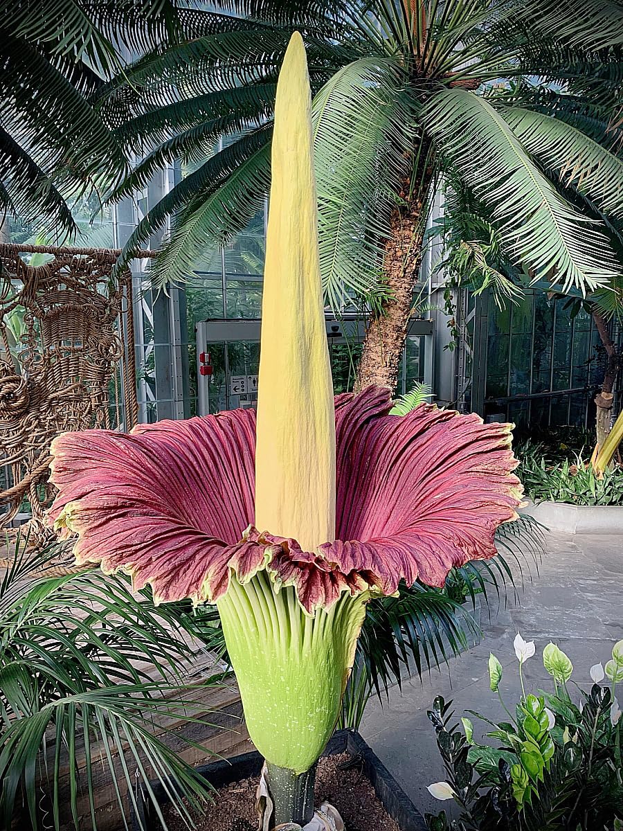 Corpse Amorphophallus flower seeds