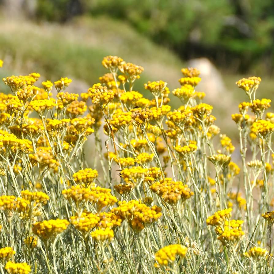 Helichrysum Italicum flower seeds