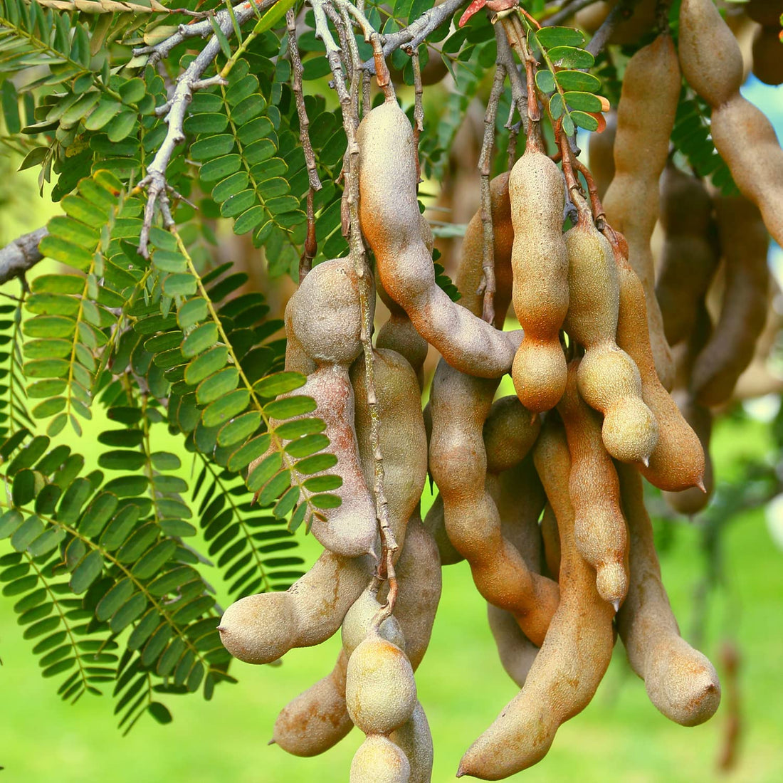 Tamarind Seeds