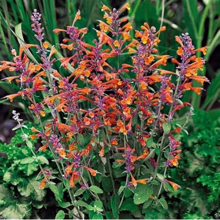 Agastache Mixed Hyssop plant