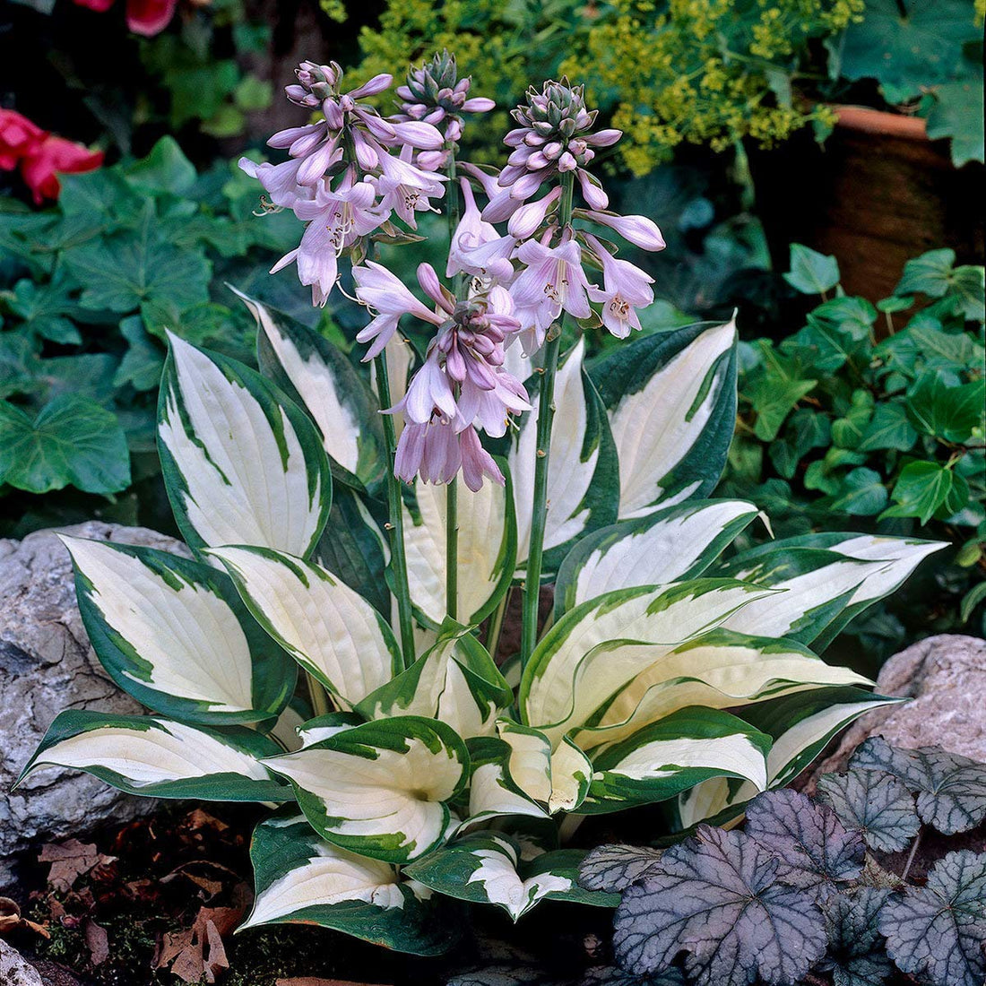 Hosta flower seeds