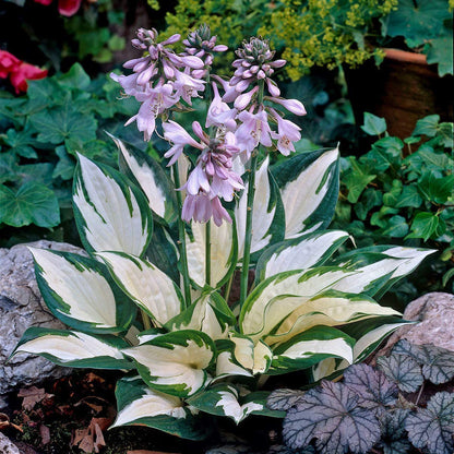 Hosta flower seeds